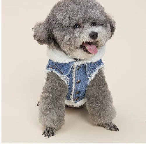 Courtney on Topp Denim Dog Jacket Aura Restored