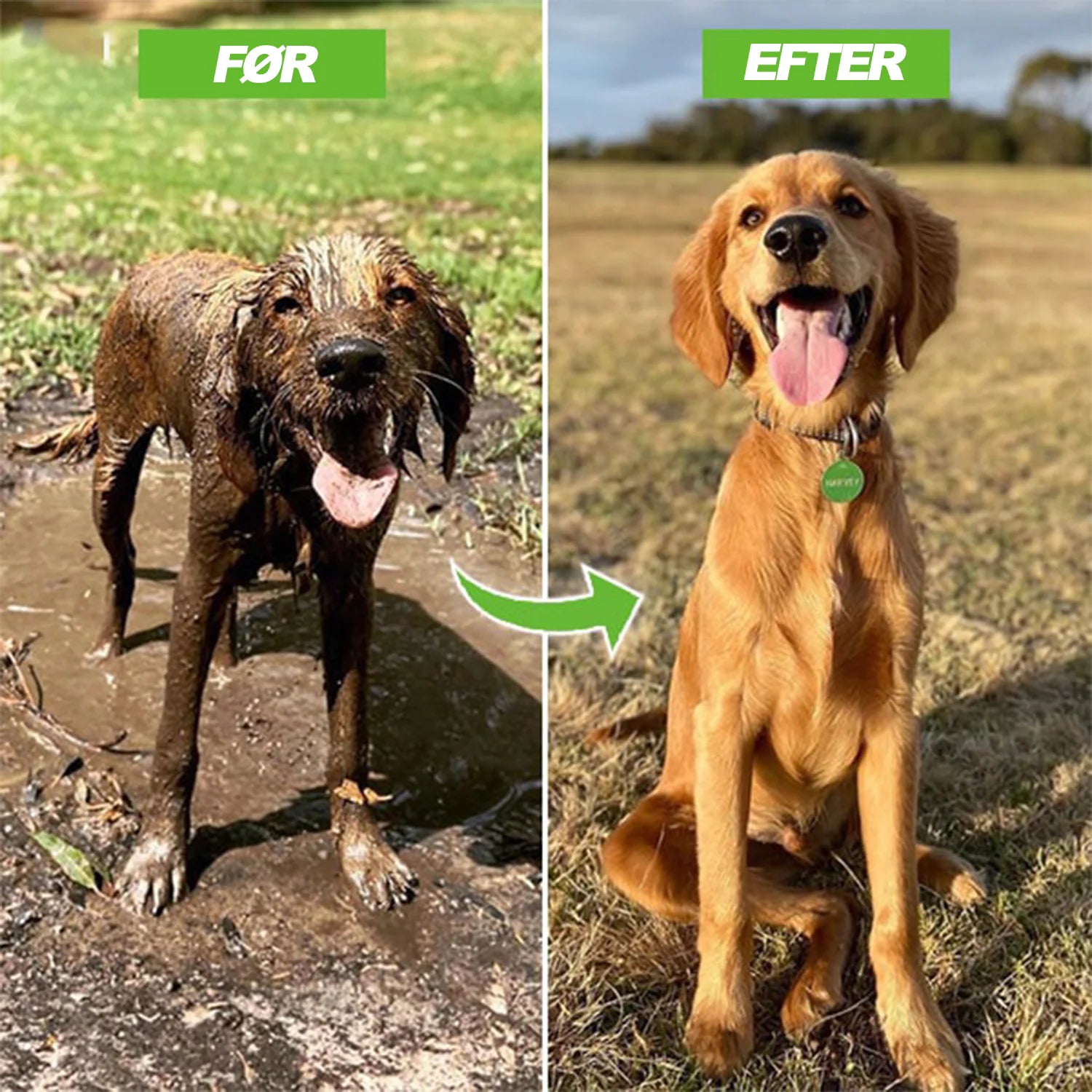 Paws and Claws Dog Shower Jet Attachment Aura Restored