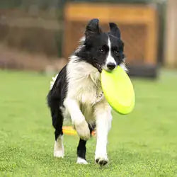 Paws & Claws Dog rubber flying disc Aura Restored