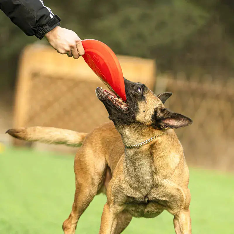 Paws & Claws Dog rubber flying disc Aura Restored